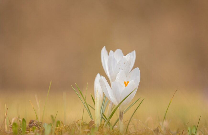 Białe kwiaty – szczególna podgrupa w nutach kwiatowych